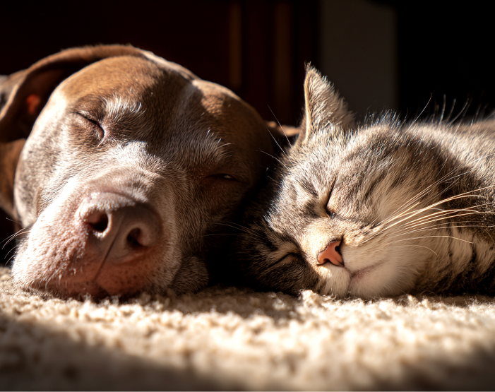 Dog and cat napping together on soft, stain-resistant carpet